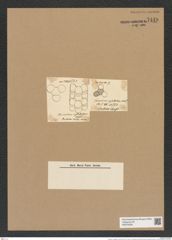 Triceratium castellatum West (de-Toni-Nr.: Genus 140, Species 3976) Zeichnungen Sammlung Grunow Nr. 7449 (NHMW-BOT-W0376539)